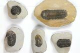 Lot: Assorted Devonian Trilobites - Pieces #119901-1
